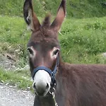 Alpenhof Grafleiten