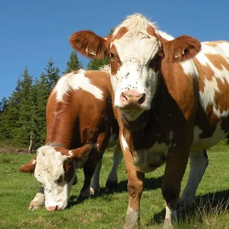 بيت ضيافة البينهوف جرافليتن 4*