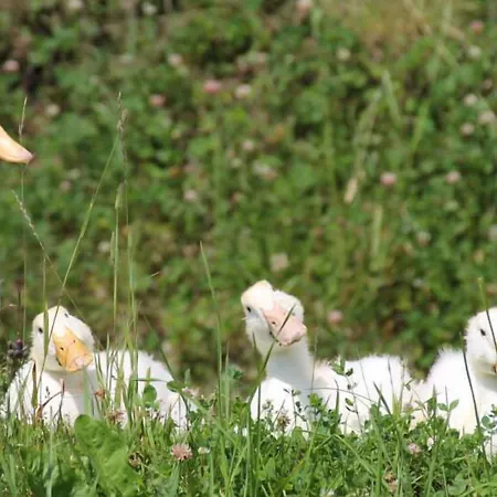 بيت ضيافة البينهوف جرافليتن زيل أم سي