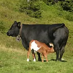 Penzion Alpenhof Grafleiten