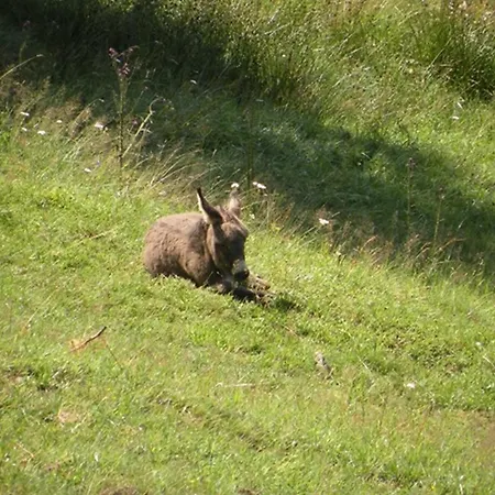 Alpenhof Grafleiten Zell am See